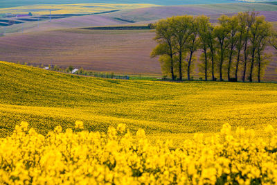 Scenic view of field