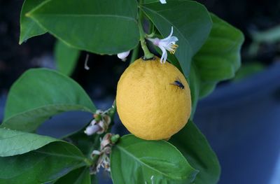 Close-up of fly on yellow lemon