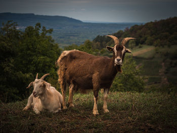 Sheep standing in a field