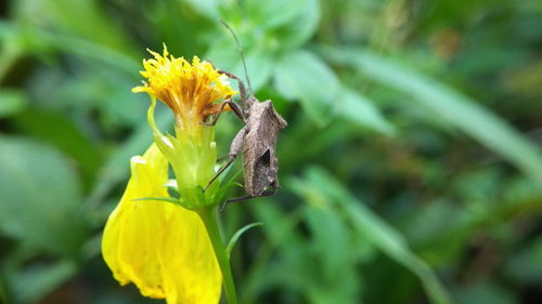 Close-up of butterfly pollinating on yellow flower