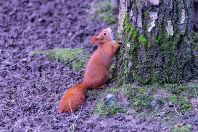 Squirrel on tree trunk