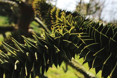 Close-up of leaves on field