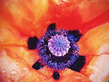 Close-up of honey bee on flower