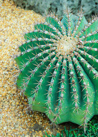High angle view of prickly pear cactus