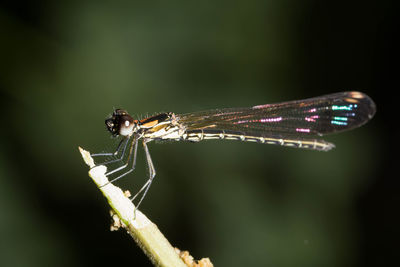 Dragonfly on branch in the forest.