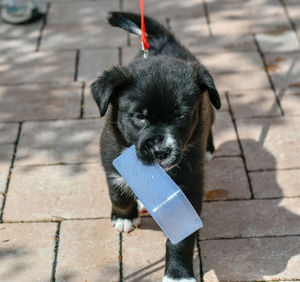 High angle view of dog drinking on footpath