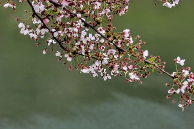 Close-up of pink cherry blossom tree