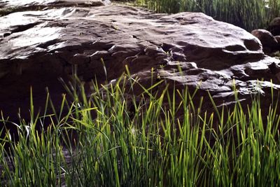 Plants growing in water