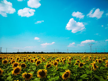 Scenic view of sunflower field against blue sky