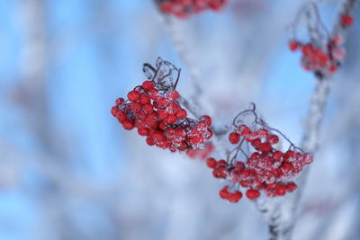 Iced rowanberry