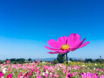Close-up of pink cosmos flower blooming on field against clear blue sky