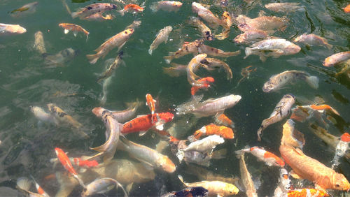 Fish in water