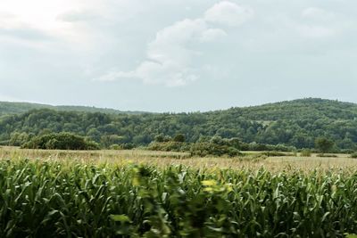 Cornfield in the country