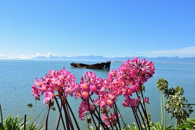 Close-up of flowers blooming against sea