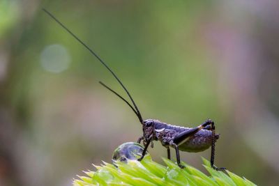 Close-up of insect on plant