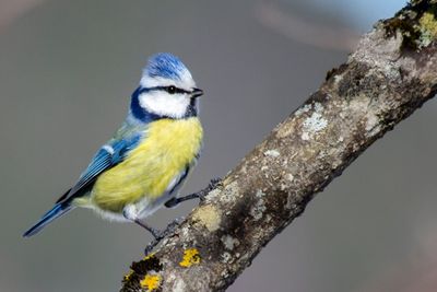 Close-up of bird perching on branch