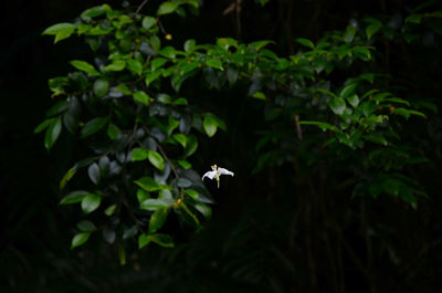 Close-up of insect flying by plants