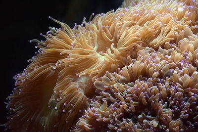 Close-up of coral in sea