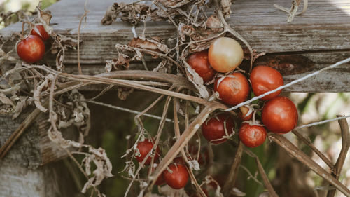 Close-up of cherries growing on tree