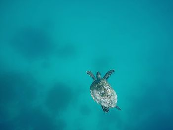 Close-up of turtle swimming in sea