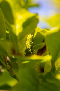 Close-up of yellow flowering plant