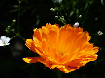 Close-up of orange flower