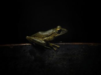 Close-up of frog on black background