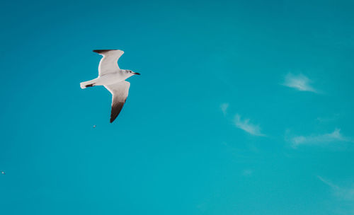 Low angle view of seagull flying in sky