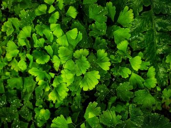 Full frame shot of fresh green leaves