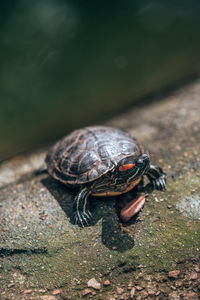 High angle view of a turtle