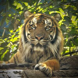 Portrait of a tiger