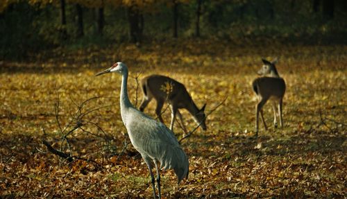 View of birds on field