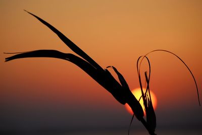 Close-up of silhouette plant against romantic sky at sunset