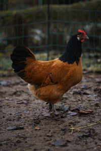 Close-up of rooster on land