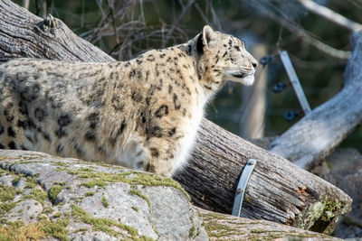 View of an snow leopard on rock at zoo