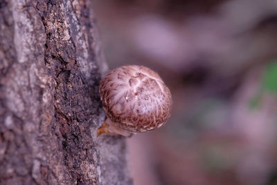 Close-up of tree trunk