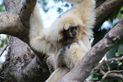 Low angle view of white langur on tree branch