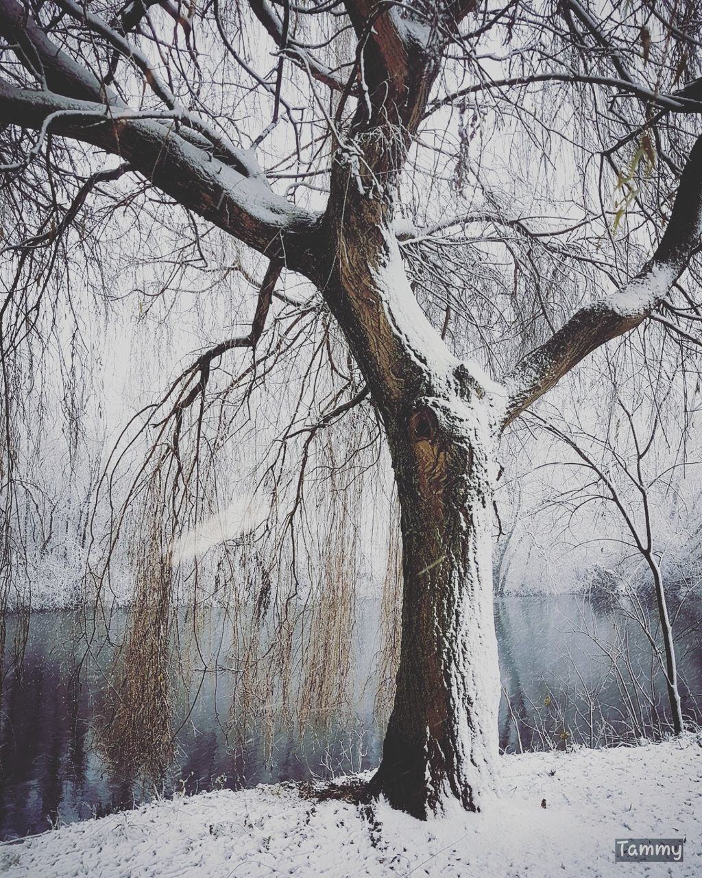 bare tree, cold temperature, winter, tree, snow, branch, tree trunk, nature, tranquility, outdoors, beauty in nature, day, landscape, scenics, no people