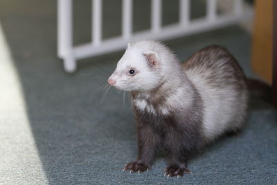 High angle view of ferret sitting on ground