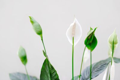 Close-up of white flowering plant