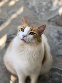 High angle view of cat looking away