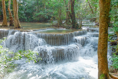 Scenic view of waterfall in forest