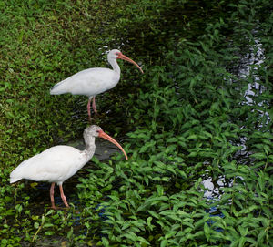 White heron perching on plant by plants