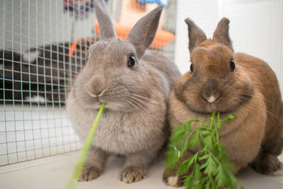 Portrait of rabbits eating in leaf at home