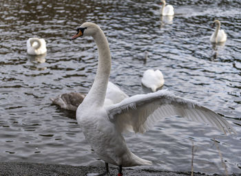 Swans on the river severn in worcester, uk