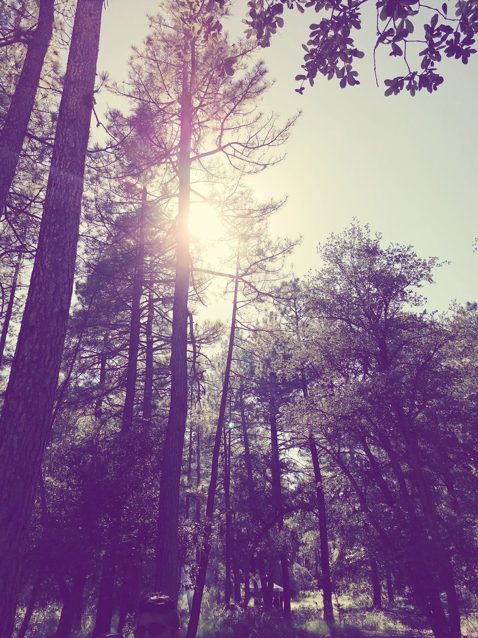 LOW ANGLE VIEW OF TREES AGAINST SKY