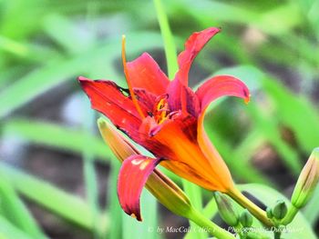 Close-up of day lily blooming outdoors