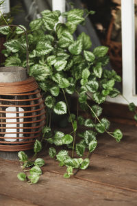 Close-up of christmas decorations on table