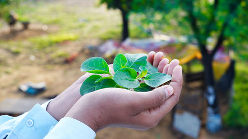 Close-up of hand holding plant