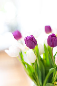 Close-up of purple tulip flowers